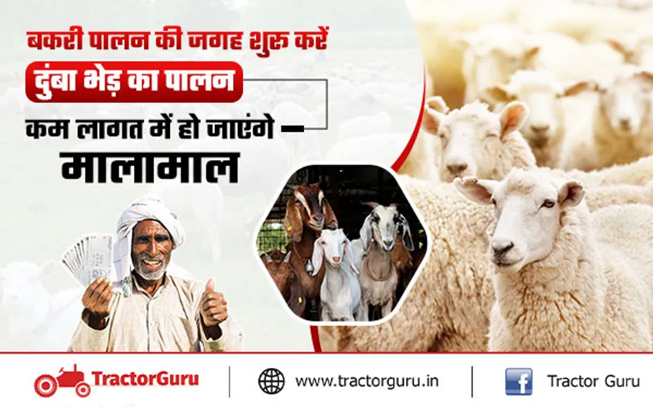 Sheep Farming: दुंबा नस्ल की भेड़ कराएगी लाखों रुपए की कमाई, जानें कैसे करना है पालन