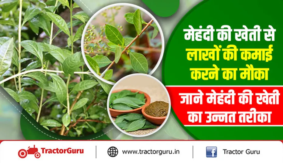 मेहंदी की खेती से लाखों की कमाई करने का मौका, जाने मेहंदी की खेती का उन्नत तरीका