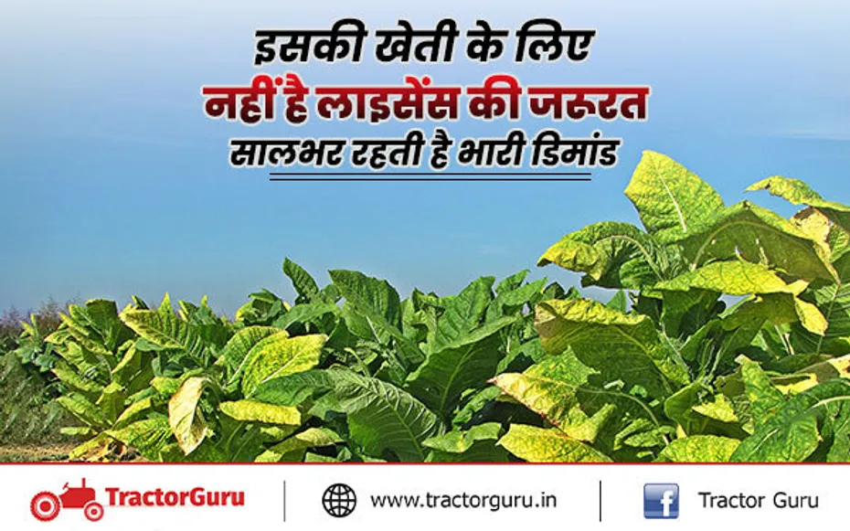 Tobacco Farming: कम लागत में तंबाकू की खेती से करें लाखों को कमाई