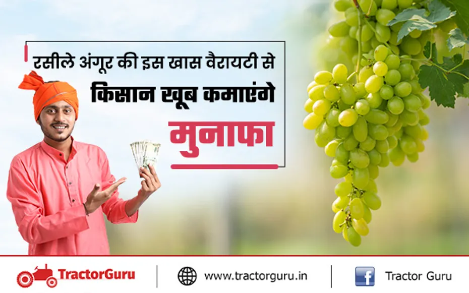 Grape Variety : अंगूर की इस वैरायटी की खेती से कमाए मुनाफा