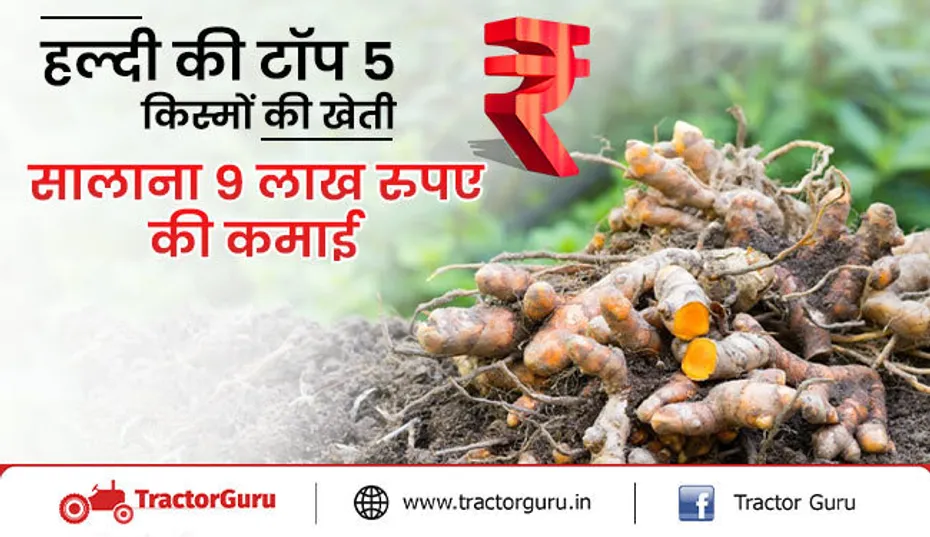 हल्दी की टॉप 5 किस्मों से करें बंपर पैदावार, सालाना होगी 9 लाख रुपए की कमाई