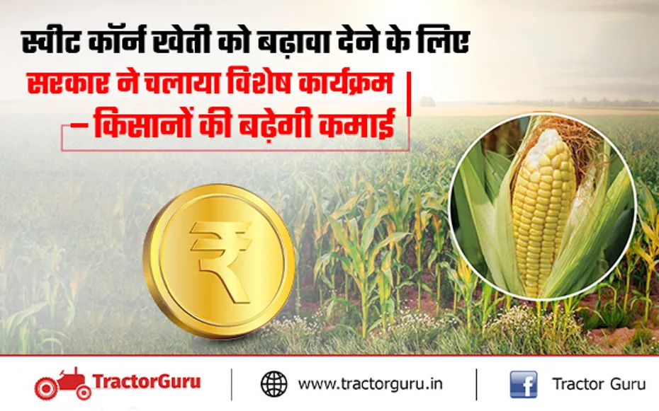 Sweet Corn Farming : स्वीट कॉर्न की खेती से बढ़ रही किसानों की आय, सरकार दे रही प्रोत्साहन