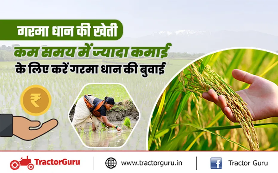 गरमा धान से किसान कम समय में करें ज्यादा कमाई, 90 से 120 दिनों में मिलेगा उत्पादन