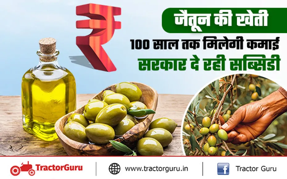 जैतून की खेती करने वाले किसानों को मिलेगी 50 हजार रुपए की सब्सिडी, ऐसे करें आवेदन