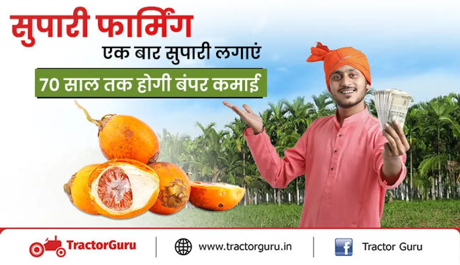 सुपारी फार्मिंग: किसानो की 70 साल तक करोड़ों की कमाई, जानिए उन्नत किस्म और तरीके