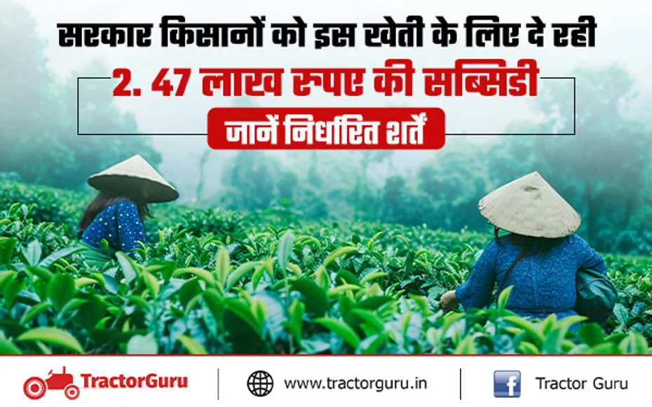 Tea Farming : किसान चाय की खेती पर पाए 2.47 लाख रुपए की सब्सिडी