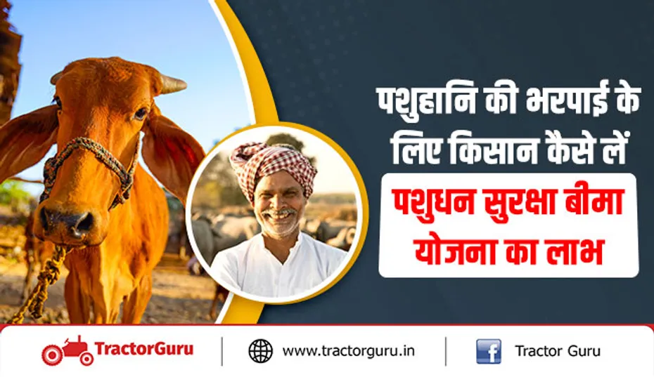 पशुहानि की भरपाई के लिए किसान कैसे लें पशुधन सुरक्षा बीमा योजना का लाभ