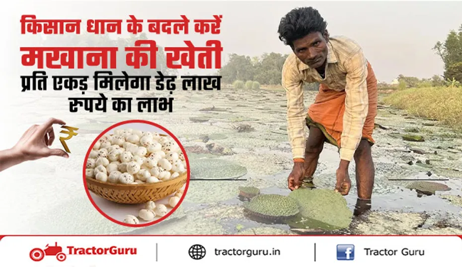 किसान धान के बदले करें मखाने की खेती, मिलेगा दोगुना मुनाफा