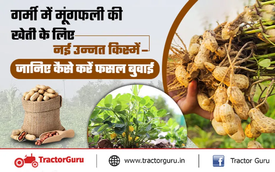 किसान ग्रीष्मकालीन मूंगफली की इन नई उन्नत किस्मो से करें खेती, मिलेगी अच्छी पैदावार