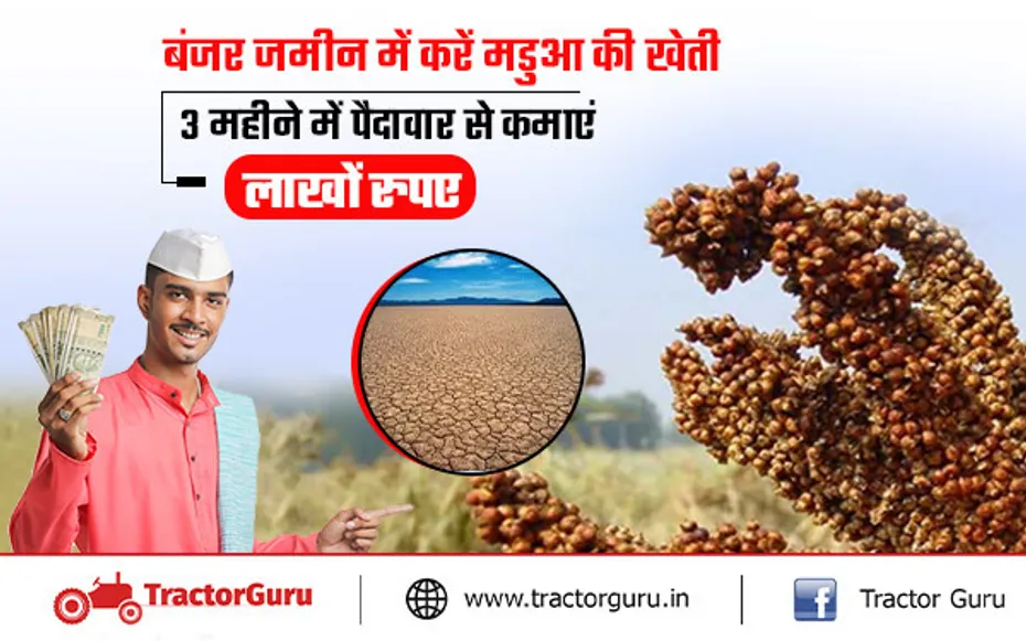 किसान बंजर जमीन में करें इस फसल की खेती, होगी लाखों की कमाई
