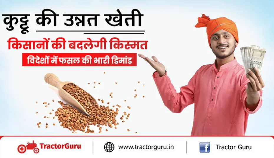 कुट्टू की खेती: किसानों की होगी कुट्टू आटा से बम्पर कमाई, जानें उन्नत किस्म
