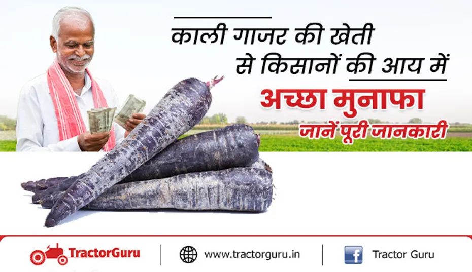 काली गाजर की खेती :काली गाजर की खेती से किसानो की होगी लाखों की कमाई, मिलेगा लाभ