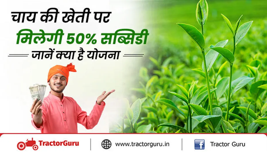 चाय की खेती करने के लिए किसानो को मिलेगी सरकार से 50% की सब्सिडी, जानें क्या है योजना