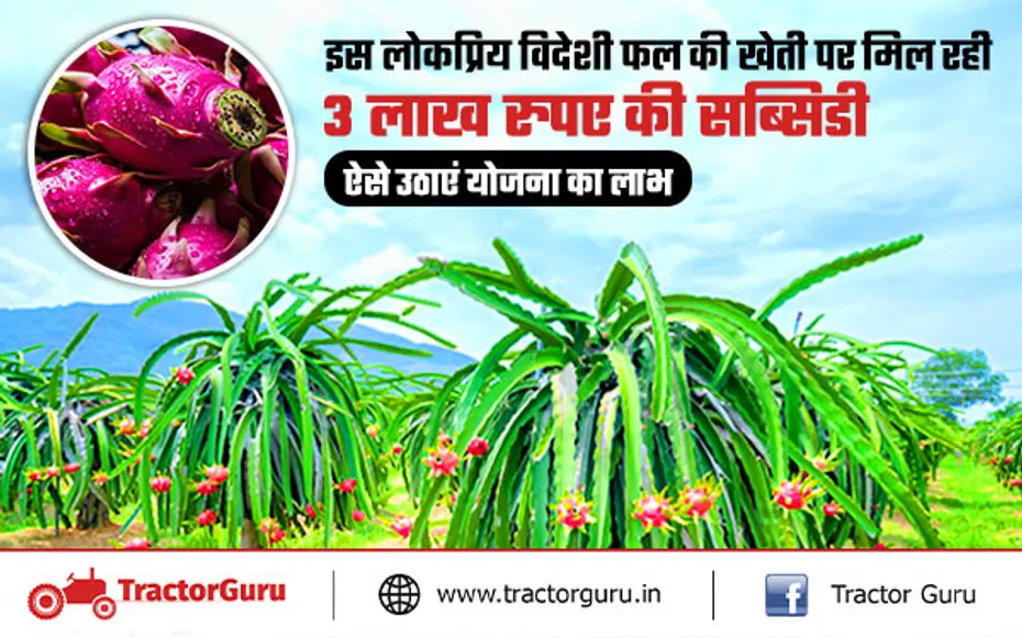 ड्रैगन फ्रूट की खेती के लिए किसानों को मिलेगी 3 लाख रुपए की सब्सिडी, ऐसे उठाएं योजना का लाभ