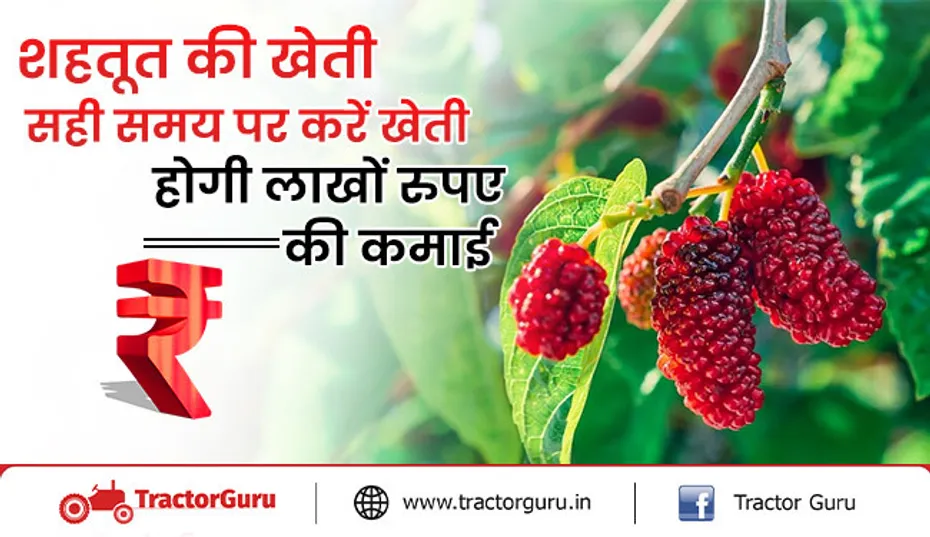 किसानो को शहतूत की खेती के इन तरीको से मिलेगा लाभ, होगी लाखों की कमाई