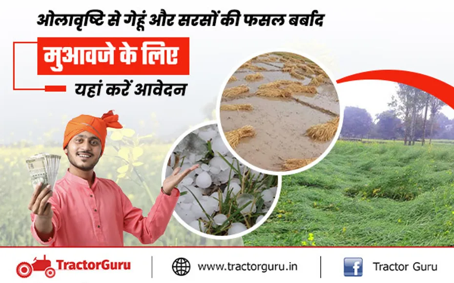 ई-क्षतिपूर्ति पोर्टल : ओलावृष्टि से गेहूं और सरसों की फसल बर्बाद,  किसानों को मिलेगा मुआवजा