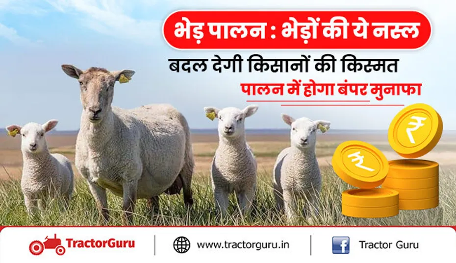 भेड़ पालन : किसानो को 5 उन्नत नस्लों की भेड़ों के पालन से मिलेगा अधिक मुनाफा