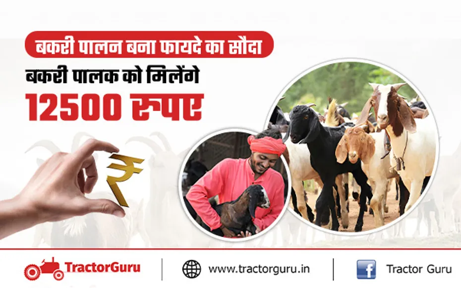 Goat Farming : बकरी पालन के लिए किसानों को हर साल मिलेंगे 12500 रुपए