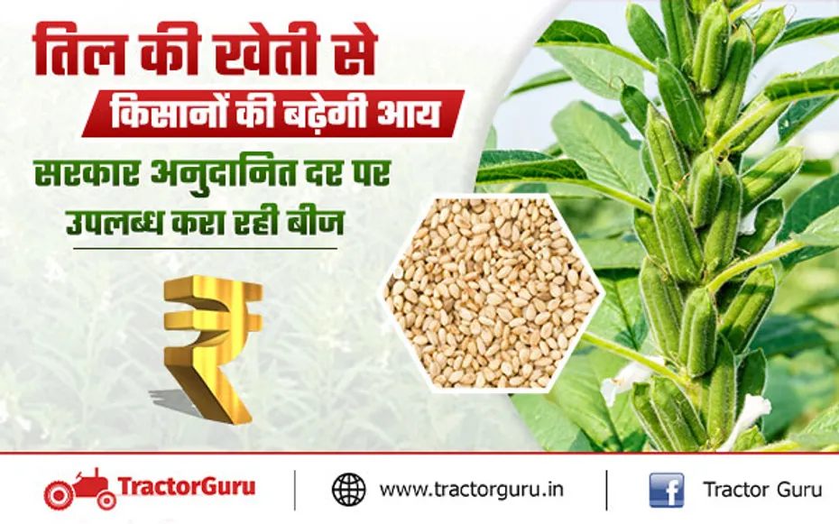 Sesame Farming : तिल की खेती के लिए किसानों को मिलेगी सब्सिडी