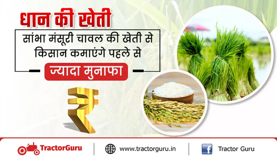 Rice Farming : सांभा मंसूरी चावल की खेती से किसानों की बढ़ेगी आमदनी, मिलेगी अच्छी पैदावार
