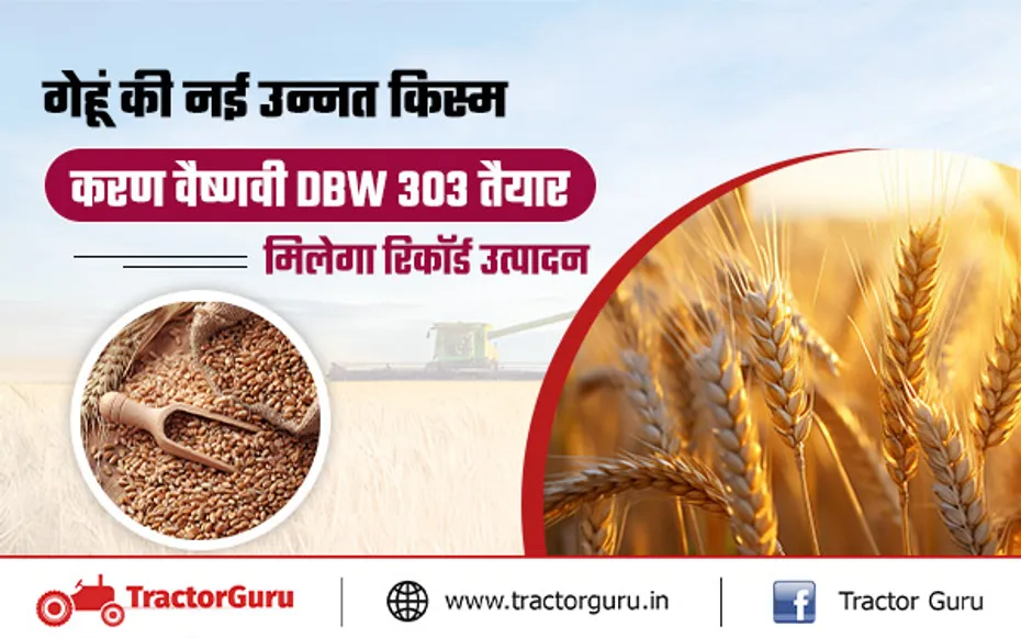 Wheat Crop: रबी सीजन में गेहूं की नई किस्म करण वैष्णवी DBW 303
