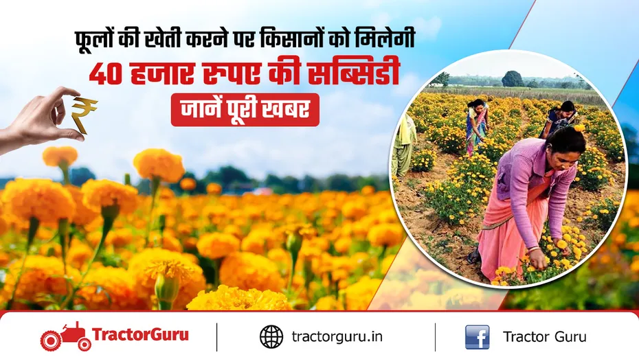 फूल विकास योजना: गेंदे की खेती पर 50% सब्सिडी, पूरी जानकारी
