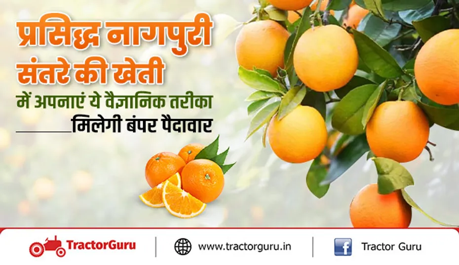 प्रसिद्ध नागपुरी संतरे की खेती में अपनाएं ये वैज्ञानिक तरीका, मिलेगी बंपर पैदावार