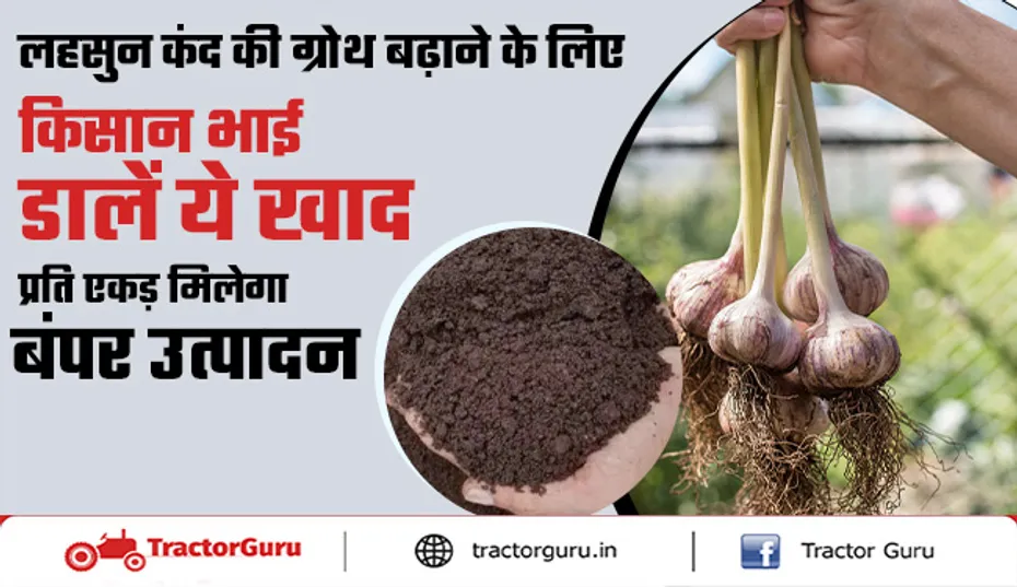Garlic Crop : लहसुन कंद का साइज बढ़ाने के लिए किसान डालें ये खाद