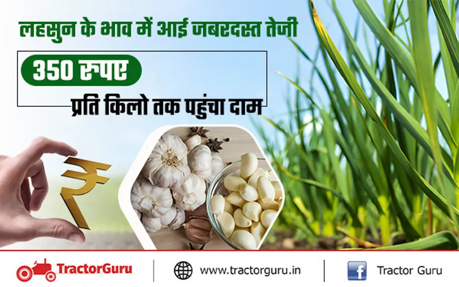 Garlic Price : लहसुन की कीमतों में तेजी, 350 रुपए प्रति किलोग्राम तक पहुंचा भाव