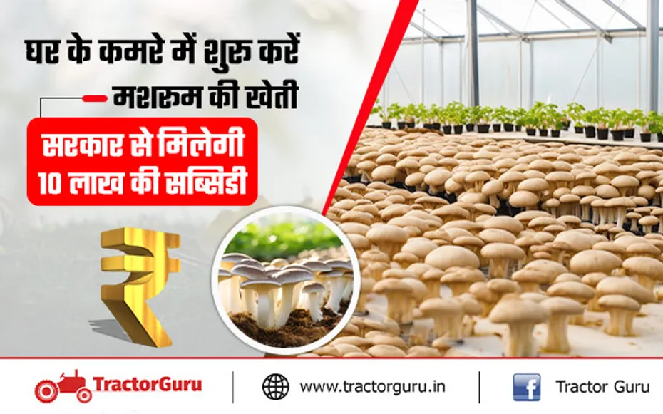 Mushroom Farming : मशरूम की खेती शुरू करने पर सरकार से पाए 10 लाख की सब्सिडी