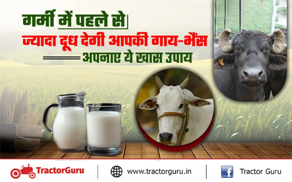 Pashupalan : संतुलित पशु आहार से बढ़ेगा दुग्ध उत्पादन, अपनाएं ये खास उपाय