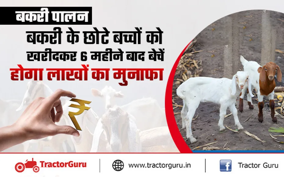 Goat Farming : बकरी की इस नस्ल से होगी लाखों की कमाई, होगा लाखों का मुनाफा