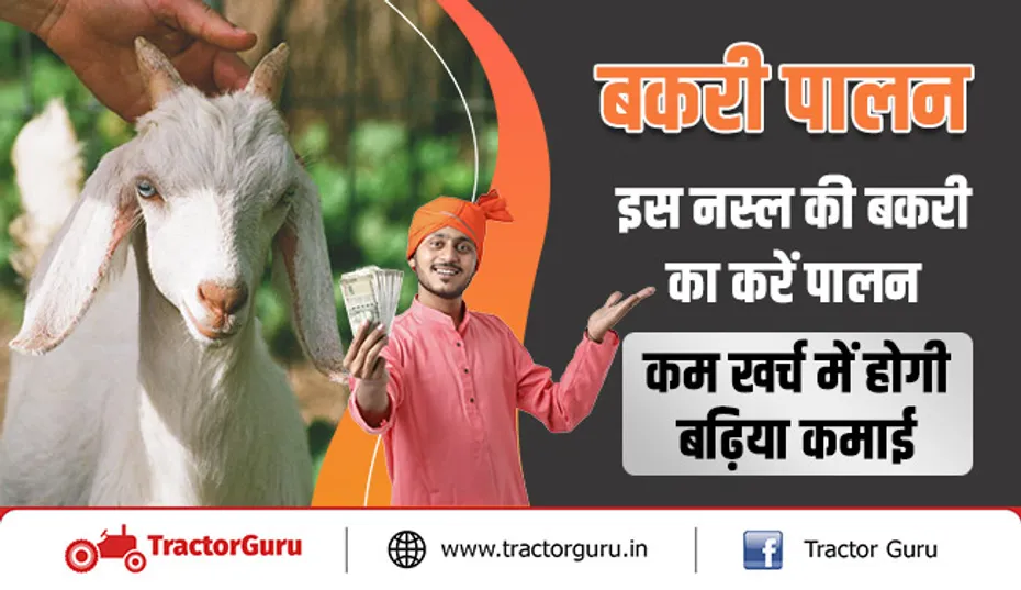 बकरी पालन : इस नस्ल की बकरी का करें पालन, कम खर्च में होगी बढ़िया कमाई