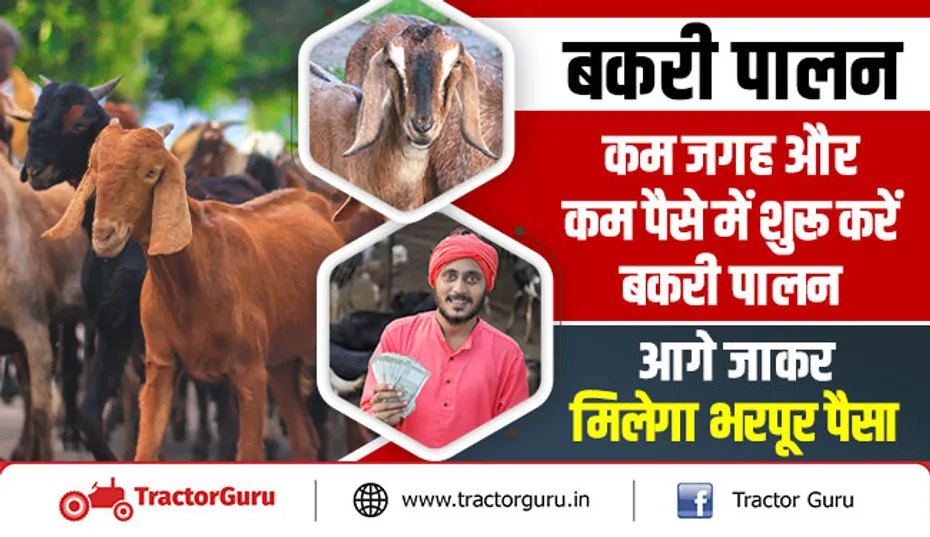 बकरी पालन : कम जगह और कम पैसे में शुरू करें बकरी पालन, आगे जाकर मिलेगा भरपूर पैसा