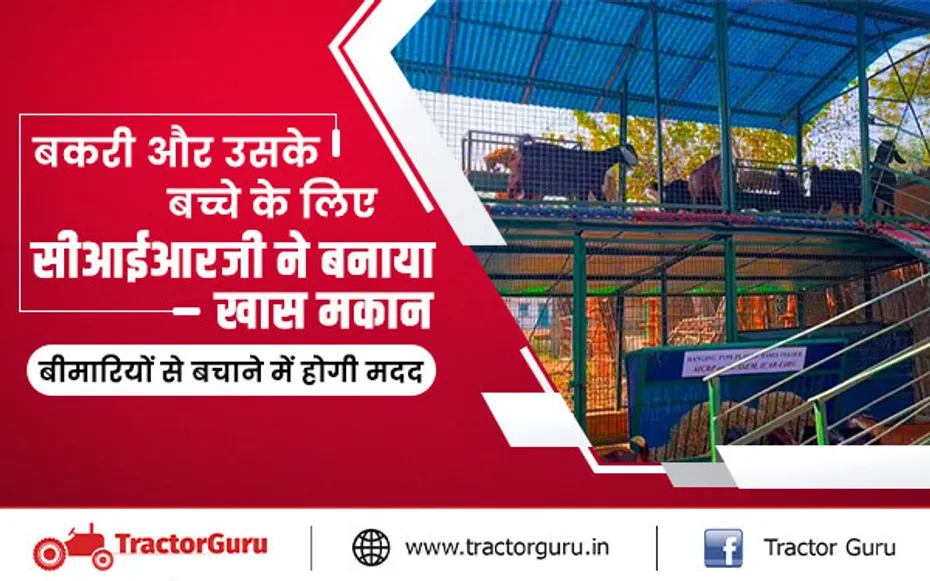 बीमारियों से अब नहीं होगी बकरी और उसके बच्चे बीमार, सीआईआरजी ने बनाया ये खास मकान