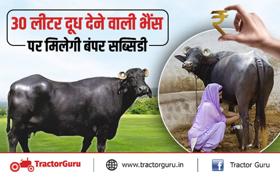 भैंस की इस नस्ल पर सरकार देती है बंपर सब्सिडी,  दूध उत्पादकता 30 लीटर प्रतिदिन