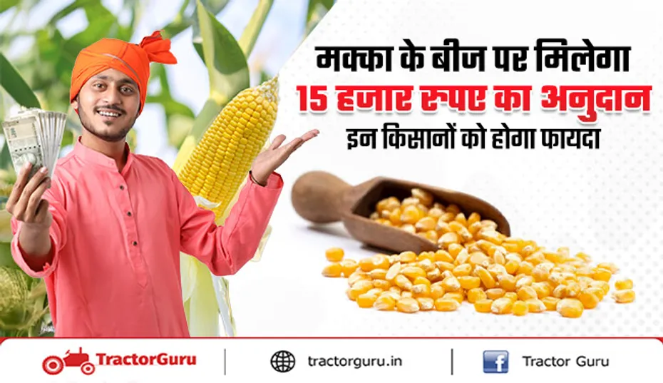 मक्का की खेती पर सरकार किसानों को दे रही है 15 हजार रुपए की सब्सिडी