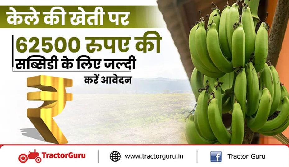 केले की खेती पर सरकार दे रही 62500 रुपए की सब्सिडी, यहां करें आवेदन