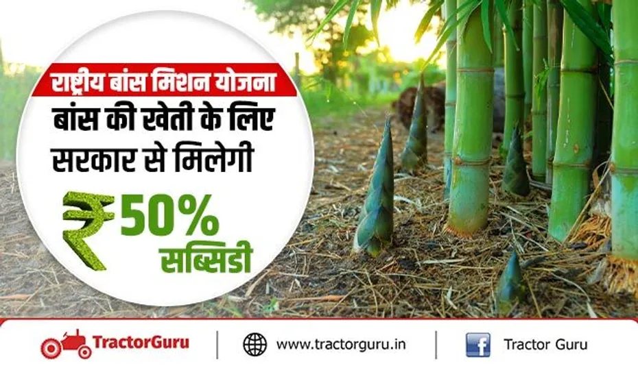राष्ट्रीय बांस मिशन योजना : बांस की खेती के लिए सरकार से मिलेगी 50% सब्सिडी