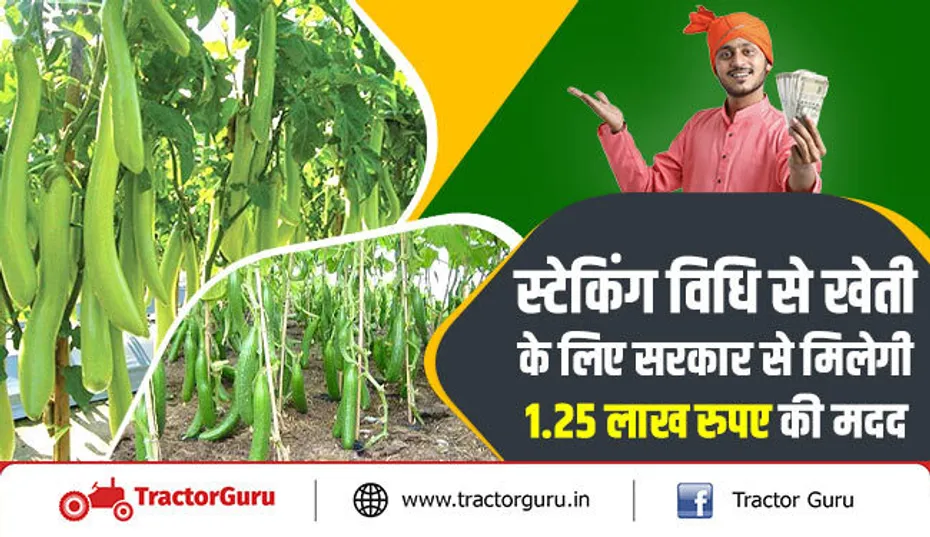 स्टेकिंग विधि से खेती के लिए सरकार से मिलेेगी 1.25 लाख रुपए की मदद
