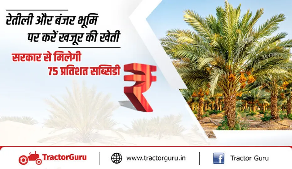 खजूर की खेती : खजूर की खेती पर सरकार देगी 75 प्रतिशत की सब्सिडी, मिलेगा लाभ