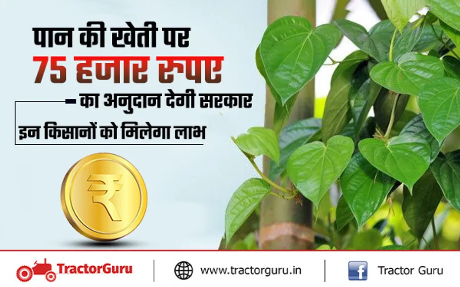 पान की खेती पर 75 हजार रुपए का अनुदान देगी सरकार, इन किसानों को मिलेगा लाभ