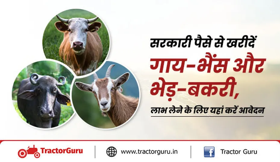 गाय, भैंस और भेड़-बकरी खरीदने के लिए सरकार देगी 3 लाख रूपए तक का लोन, यहां करें आवेदन