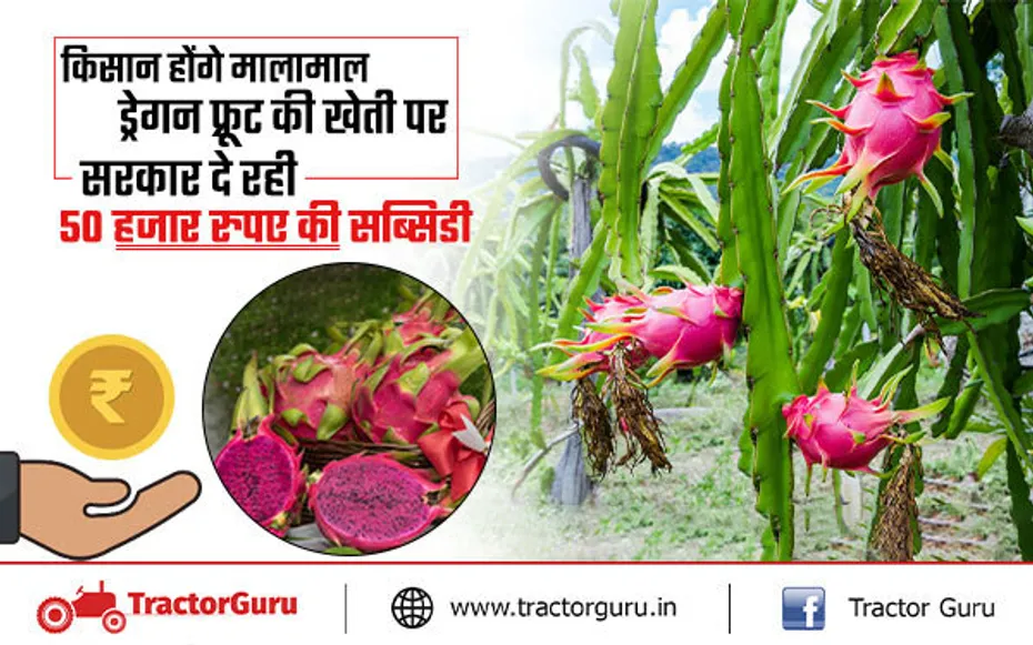 ड्रेगन फ्रूट सब्सिडी: ड्रेगन फ्रूट की खेती करने पर सरकार से मिलेगी 50 हजार रुपए की सब्सिडी, किसान ऐसे उठाएं