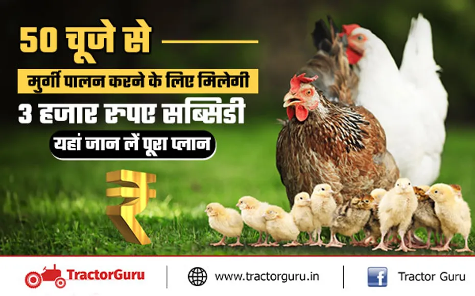 50 चूजे का मुर्गी पालन फार्म खोलने पर मिलेगी 3 हजार रुपए की सब्सिडी, जानें कैसे ले लाभ