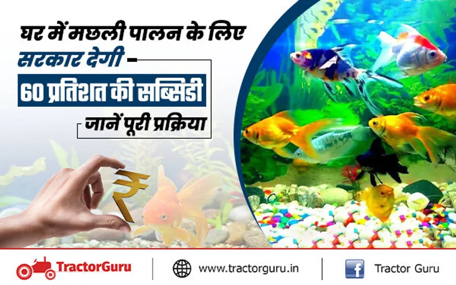 Fish Farming : घर में मछली पालन के लिए सरकार देगी 60 प्रतिशत की सब्सिडी, यहाँ करें आवेदन