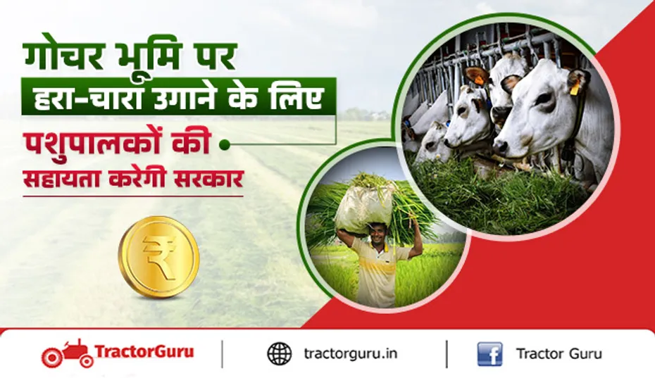 Cattle farming : गोवंश को पौष्टिक आहार के लिए गोचर भूमि पर उगेगा हरा चारा