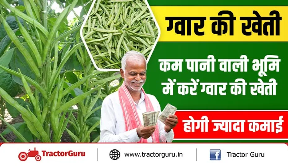 ग्वार की खेती : कम पानी वाली भूमि में करें ग्वार की खेती, होगी ज्यादा कमाई