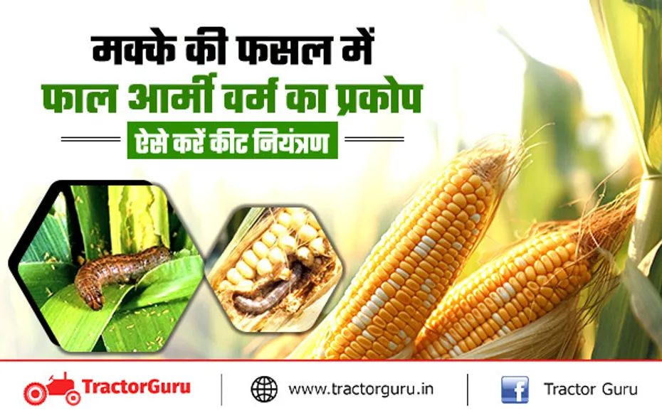 Maize crop : मक्के की फसल में फॉल आर्मी वर्म कीट नियंत्रण के लिए किसान करें ये उपाए