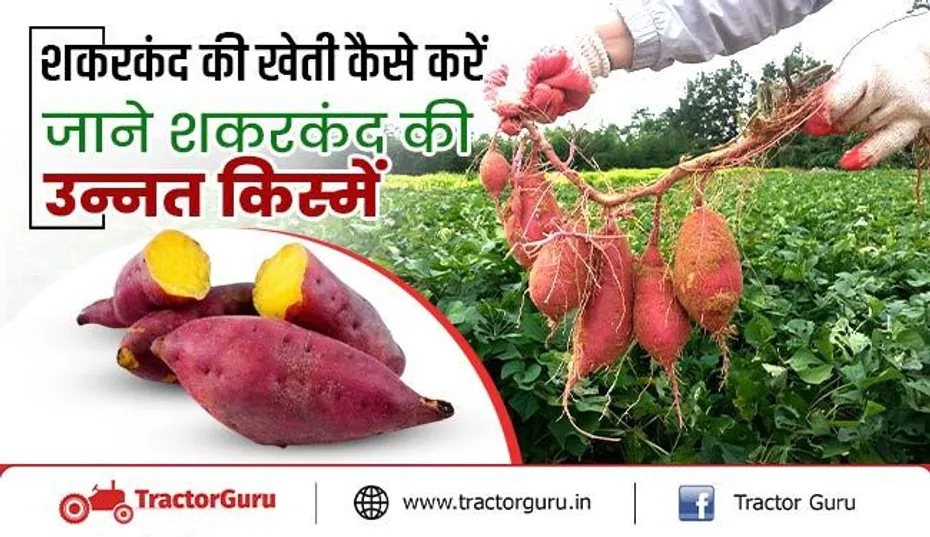 शकरकंद की खेती कैसे करें : जानें शकरकंद की उन्नत किस्में और कैसे कमाए लाखो रुपये
